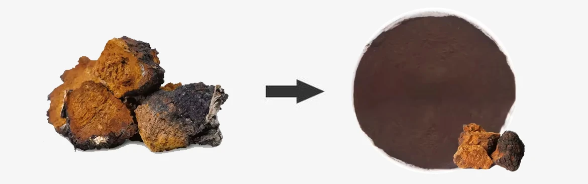 Chaga Extract