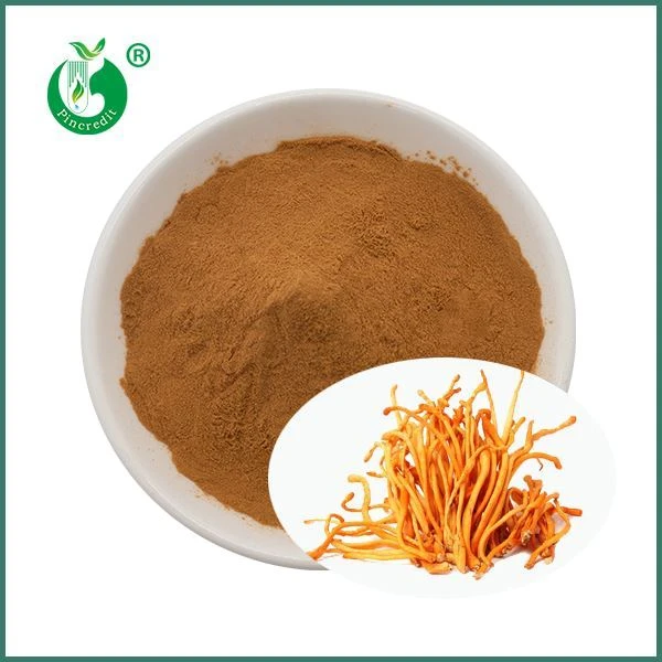 Pols d’extracte de Cordyceps Militaris